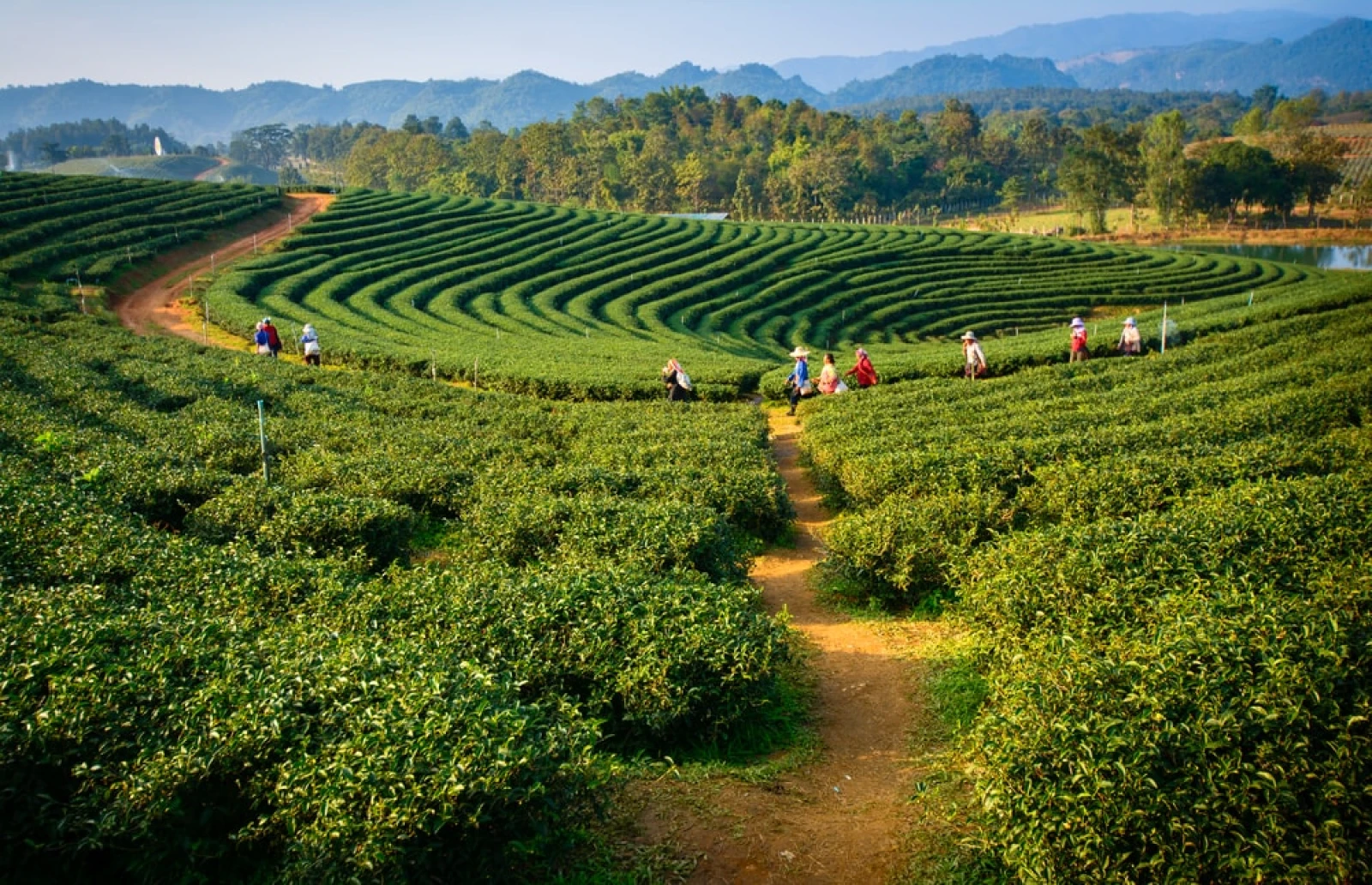 Assam