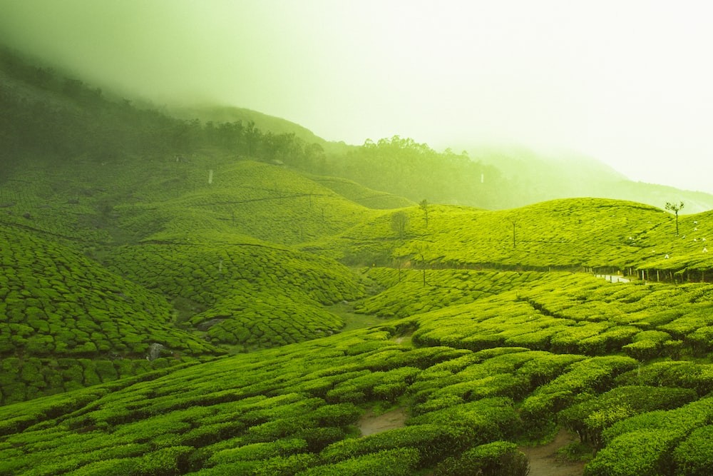 Pocket Pro Kerala From Cochin