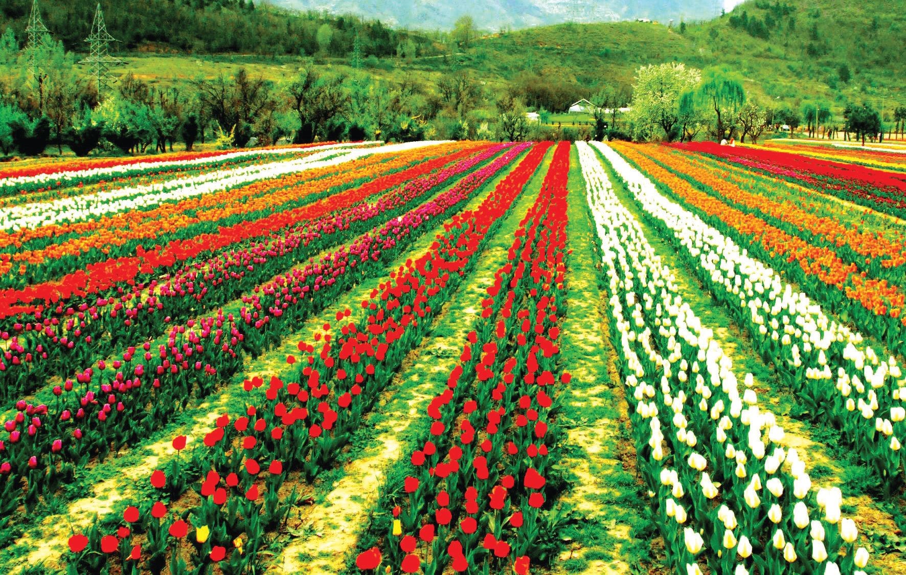 Jannat E-Kashmir Tour Package From LPU