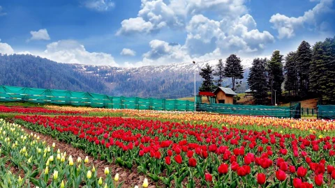 Patnitop