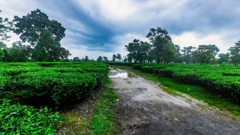 Bagdogra