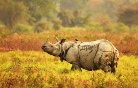 Kaziranga National Park