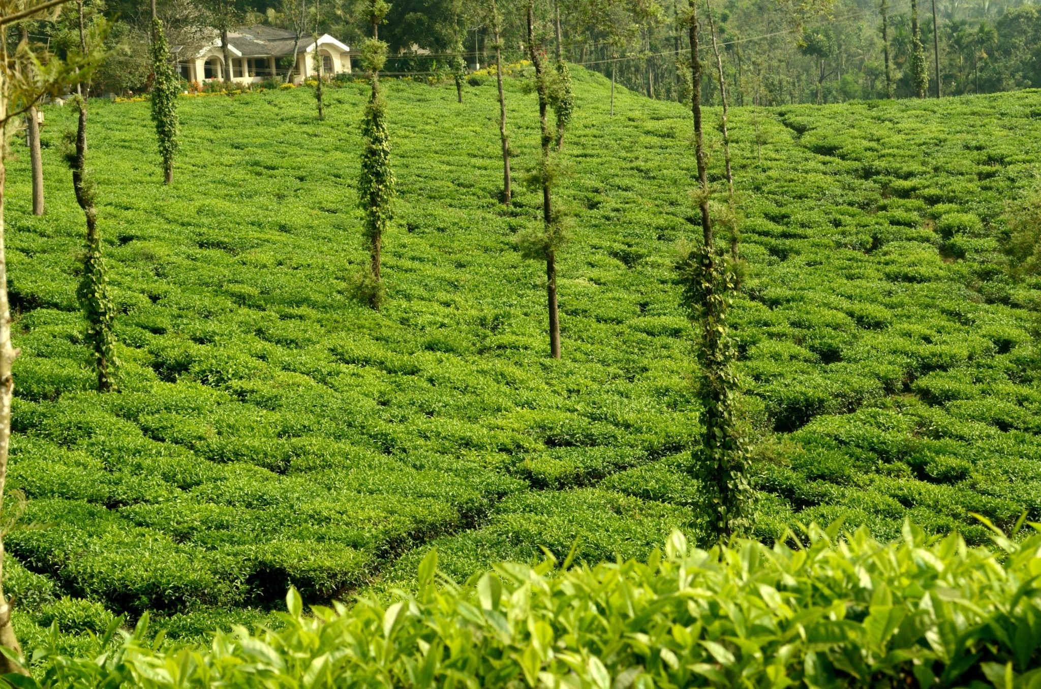 Magical Western Ghats photo 7