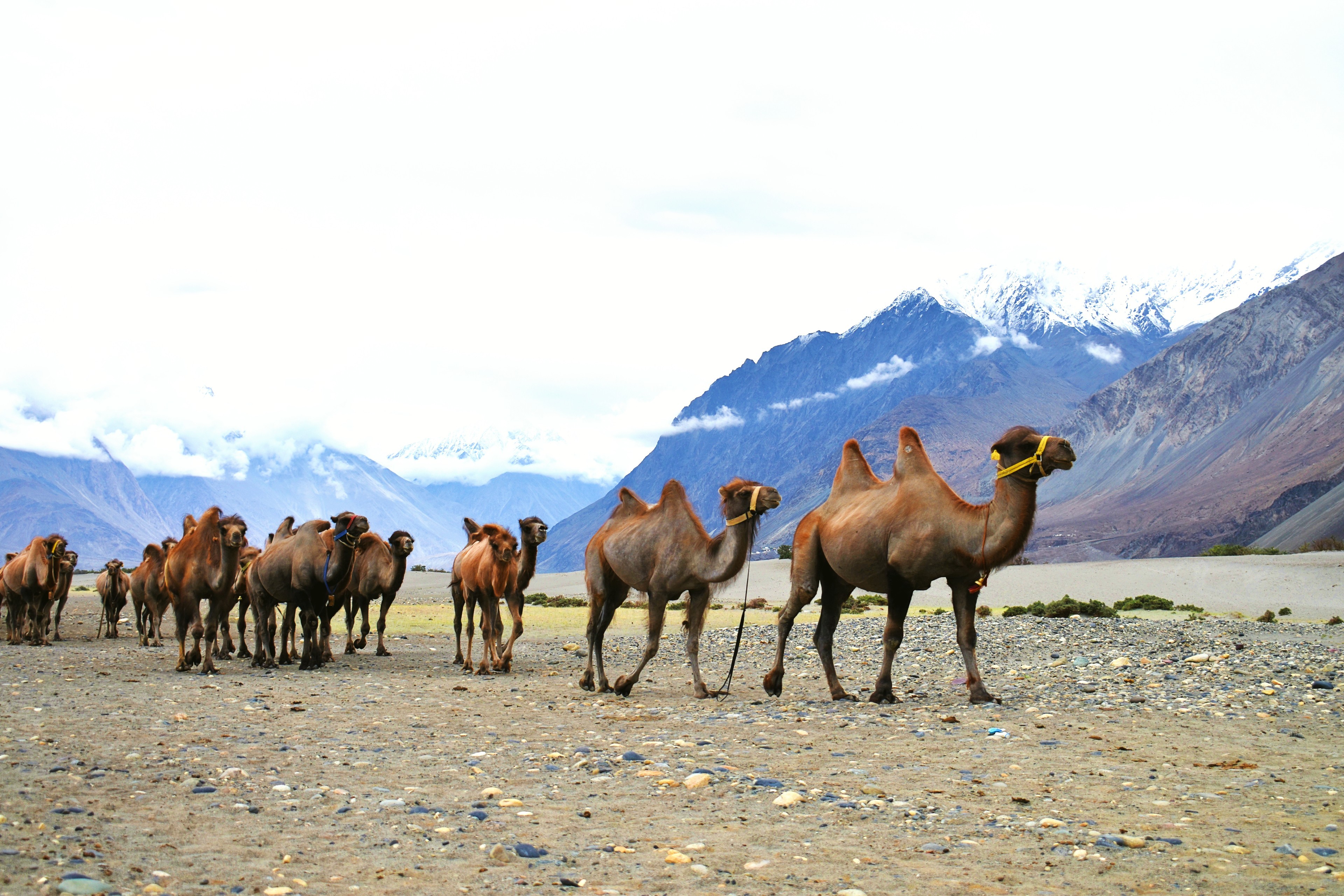 Pocket Leh Ladakh photo 7