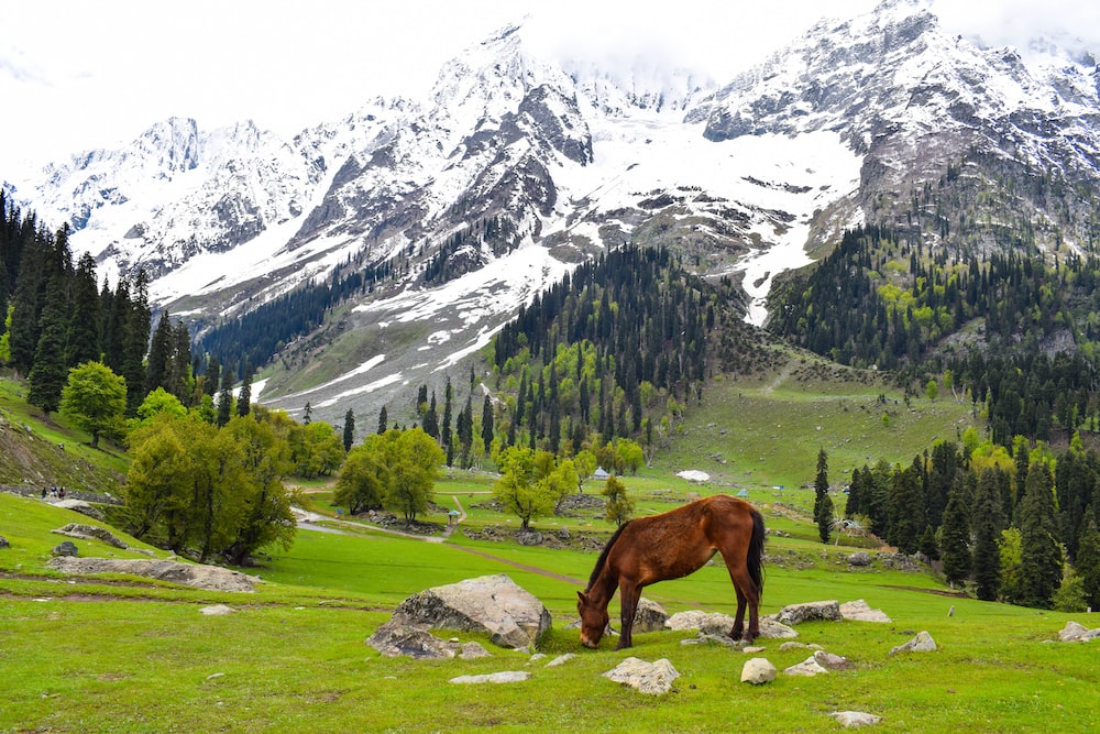 manali tour and packages